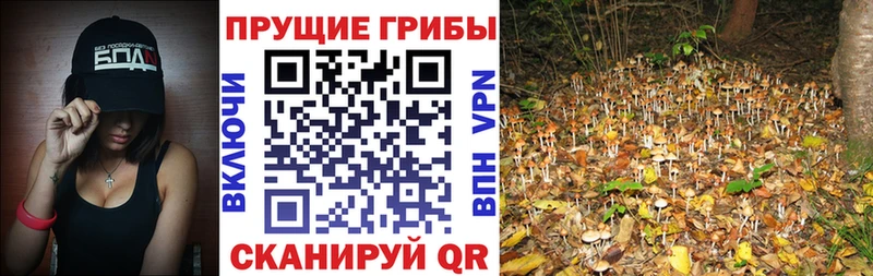 где продают маркетплейс Telegram Псилоцибиновые грибы мухоморы Красный Сулин